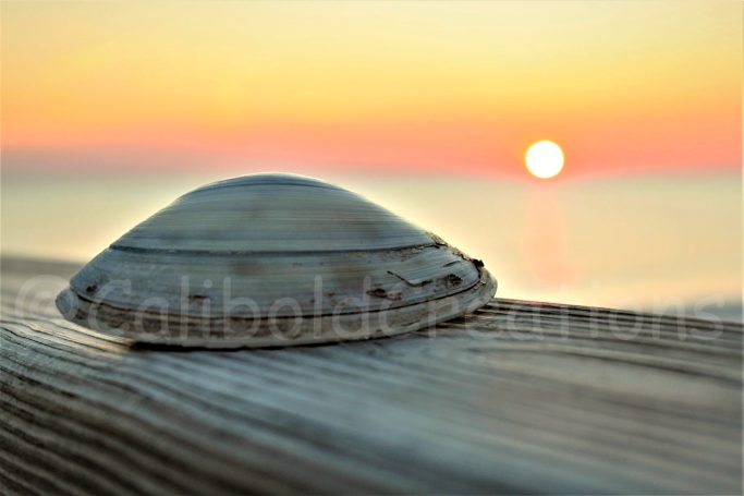 Clamshell Sunset