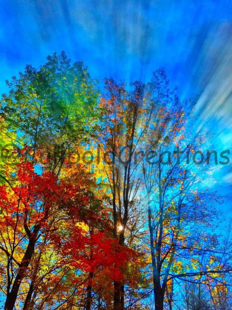 Fabulous Fall Foliage